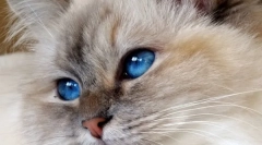 Burmese cat