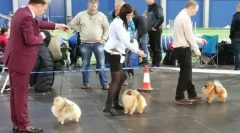 Poslovni projekat: pomeranini spitties rasadnik