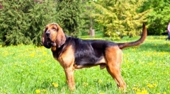 Blohehund (foto): lojalni i posvećeni prijatelj sa plemenitim načinima