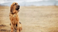 Blohehound