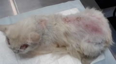 Buhea dermatitis u mačkama: simptomi i tretman