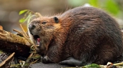 Beaver
