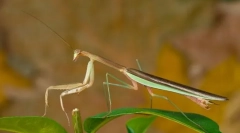Mantis kineski