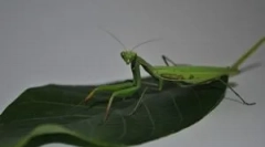 Mantis: opis, prikazi i stil života
