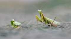 Mantis