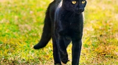 Bombay cat (foto): početna stranica u minijaturi