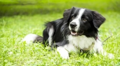Granični collie (foto): najpametniji pas na svijetu