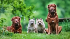 Bordeaux dog: pouzdan branitelj, veseli pratilac