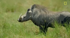 Warthog - divlja svinja sa ogromnim očnjacima