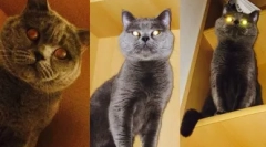 Britanska mačka lila boja