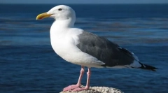 Burgomaster