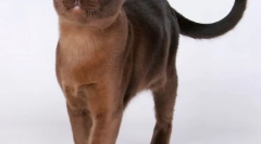 Buman cat (foto): mišićno pričvršćivanje sa medom očima