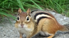 Burunduk - opis, karakteristike pogleda, stila života