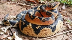 Bushmaister