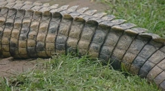 Kamy duge životinje na svijetu