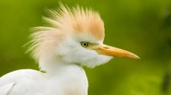 Heron egipćanin