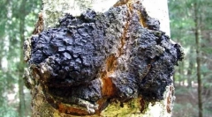Chaga birch