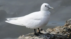 Whitewull white