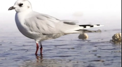 Kineski galeb