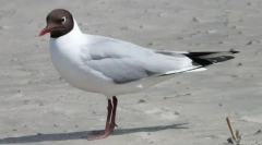 Relict seagull
