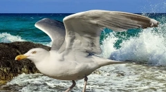 Galeb