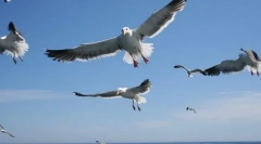 Galebovi
