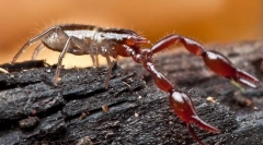 Nego što se falsekorponi razlikuju od škorpiona?