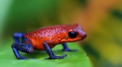 Šta je opasno po drvetu?