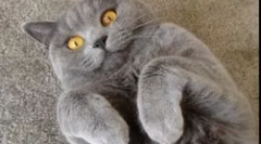 Što je za čovjeka opasna toksoplazma mikroorganizam?