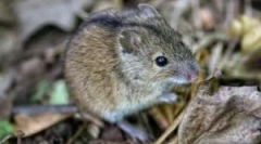 Nego opasan za muški miš?