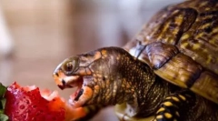 Što hrani kornjače?