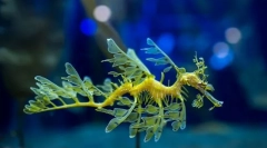 Nego zapaženi morski zmaj?