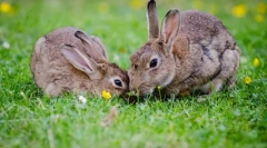 Nego zeca se razlikuje od svog zeca?