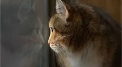 Šta rade mačke kada ostanu kod kuće?