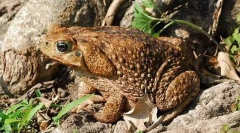 Nego poznati žad da?