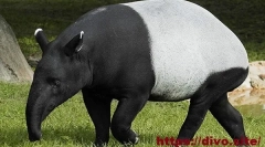 Kaharski tapir