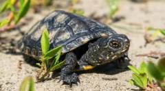 Turtle marsh evropska
