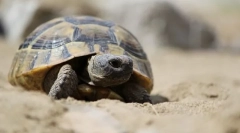 Mediteranska kornjača