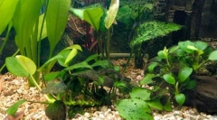 Napadi crne brade ili problem smeđih algi u akvarijumu