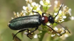 Chernhoteli i kursevi