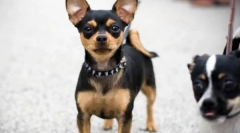 Chihuahua - najstarniji pasm pasa