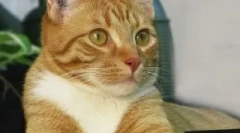 Cat chipping: da li treba postupak kućnog ljubimca