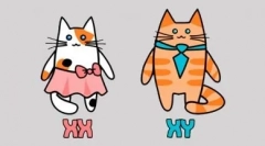 Crno-bijela boja mačaka: magični kontrast uzorak