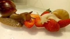 Koji puževi jedu kad čuvaju svoj dom?