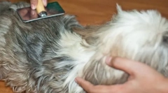 Šta dovodi do formiranja chatuninna i kako se nositi sa njima?