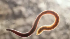 Šta su jarboli i njihov tretman