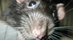 Šta je deratizacija i njegove faze