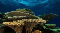 Šta je koralni greben? (9 fotografija)