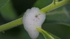 Šta su krikovi sline?