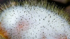 Šta je mukor i njegove karakteristike